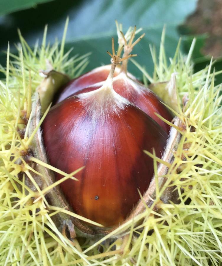 La Coutinelle * Le Salson